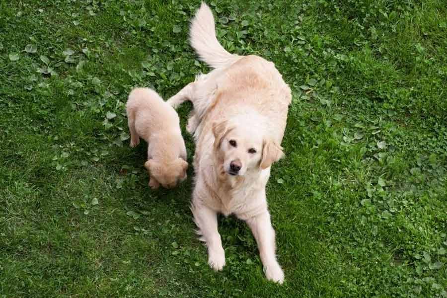 সন্তানদের হারানোর পর ডেইজ়ি যে ভাবে মুষড়ে পড়েছিল, ক্লোয়ির ছানাগুলিকে পেয়ে সেই ডেইজ়িই আনন্দে আত্মহারা হয়ে পড়ে। সাক্ষাৎকারে জেসিকা জানিয়েছিলেন, কুকুরছানাগুলিকে কাছে পাওয়ার পর থেকে গুদামঘরে যাওয়া বন্ধ করে দেয় ডেইজ়ি।