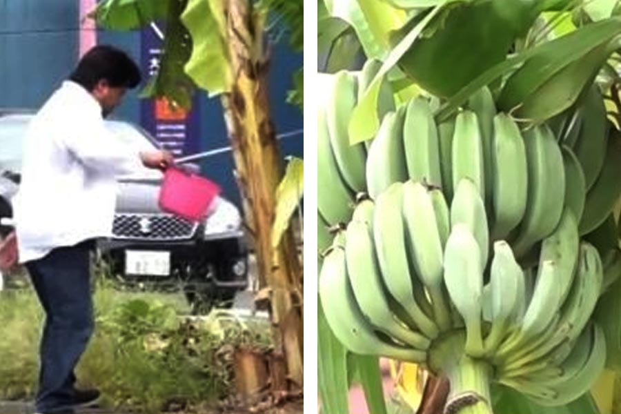 Japanese man grows banana trees in the middle of city road for two years.