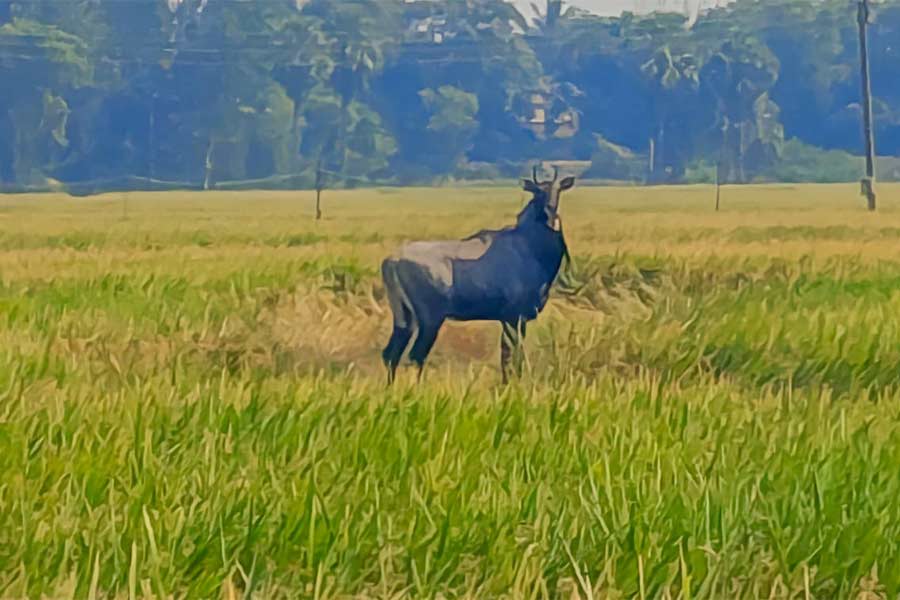 ধানের খেতে নীলগাই।