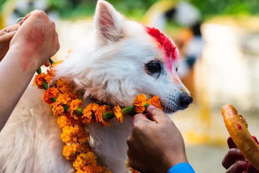 মহাভারতে রয়েছে, মহাপ্রস্থানের সময় পঞ্চপাণ্ডব এবং দ্রৌপদীকে স্বর্গের পথে যাওয়ার সময় সঙ্গ দিয়েছিল একটি কুকুর। নেপালি হিন্দুদের বিশ্বাস, কুকুর আসলে ভগবানের দূত।