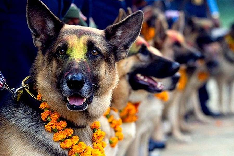 মৃত্যুর পর শেষযাত্রার সময় সমস্ত বিপদ থেকে মানুষকে রক্ষা করে কুকুর। তাই কুকুরদের শ্রদ্ধা জানাতে ‘কুকুর তেওহর’ উৎসব পালন করা হয়।