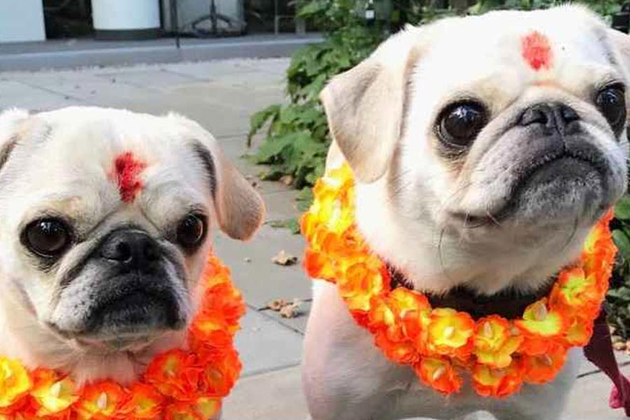 শুধুমাত্র পোষ্য কুকুরদের নয়, রাস্তার কুকুর থেকে শুরু করে পুলিশে কাজ করা কুকুরগুলিকেও এই উৎসব উপলক্ষে পুজো করা হয়।