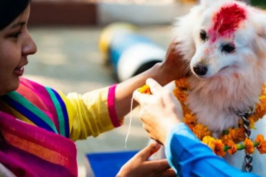 ‘কুকুর তেওহর’ উৎসবের নিয়মানুযায়ী দীপাবলির দ্বিতীয় দিনে নেপালের সমস্ত কুকুরকে স্নান করানো হয়। তার পর কুকুরদের গলায় পরানো হয় ফুলের মালা।