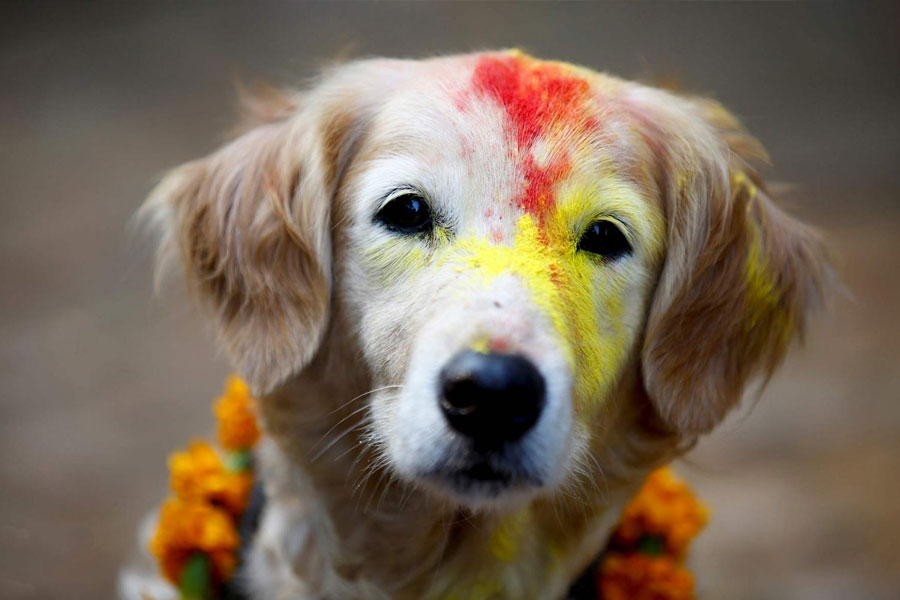 মালা পরানোর পাশাপাশি দই, চাল এবং সিঁদুর মিশিয়ে কুকুরদের কপালে বিশেষ ধরনের তিলক লাগানো হয়।