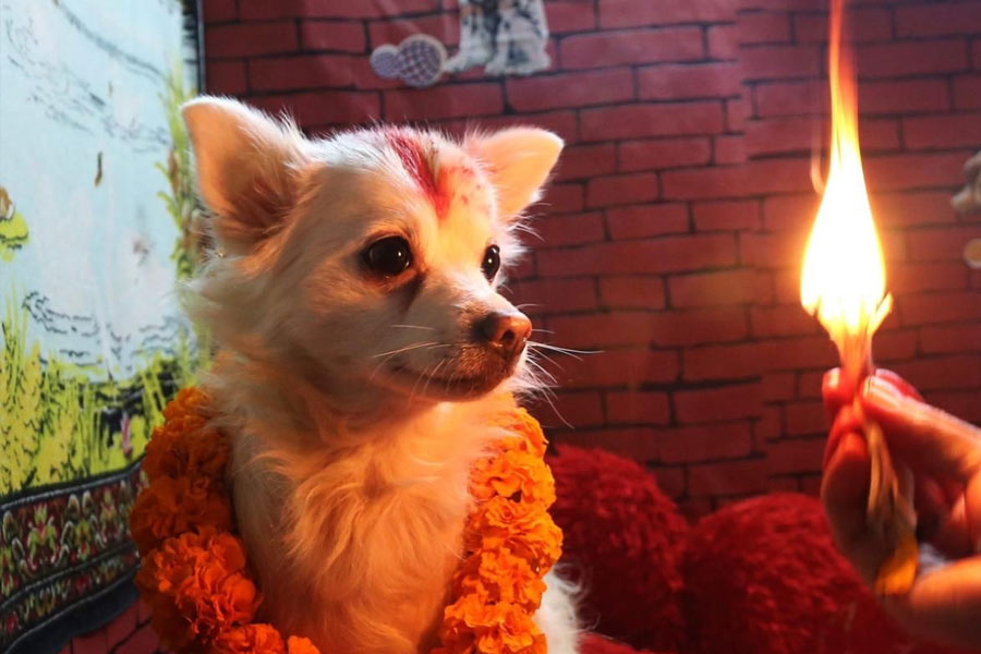 মাংস, দুধ, ডিম, ডগ ফুড থেকে শুরু করে নানা ধরনের খাবার ভোগ হিসাবে অর্পণ করা হয়।