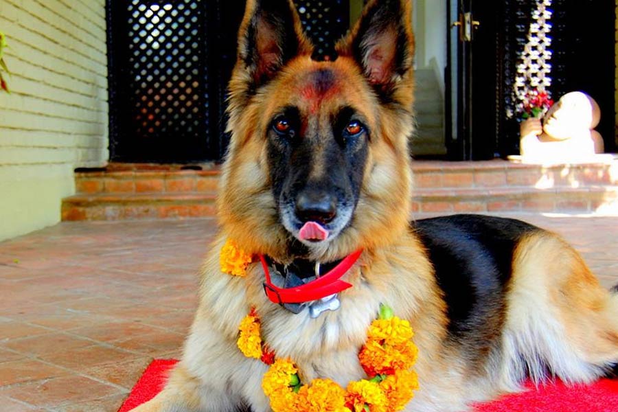 নেপালি হিন্দুদের বিশ্বাস, উৎসব পালনের দিন যদি কেউ কোনও কুকুরের সঙ্গে খারাপ আচরণ করেন তবে তা অশুভ।