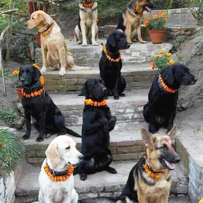 ২০১৬ সালে মেক্সিকোয় কুকুরদের পুজো করা শুরু হয়। এমনকি অস্ট্রেলিয়ায় যে নেপালি হিন্দুদের বাস রয়েছে তাঁরাও ‘কুকুর তেওহর’ উৎসব পালন করা শুরু করেন।