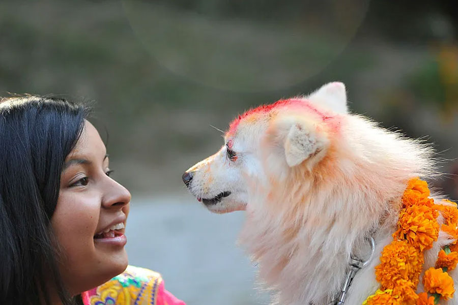 ২০১৮ সালে নেপালে ‘কুকুর তেওহর’ উৎসব পালনের সময় কুশল নামের একটি কুকুরকে ‘বছরের সেরা কুকুর’ হিসাবে পুরস্কৃত করা হয়। ১০ বছরের এক কিশোরীর মৃত্যুর নেপথ্যে যে অপরাধী রয়েছেন তাঁকে খুঁজে বার করতে নেপাল পুলিশকে সাহায্য করেছিল কুশল।