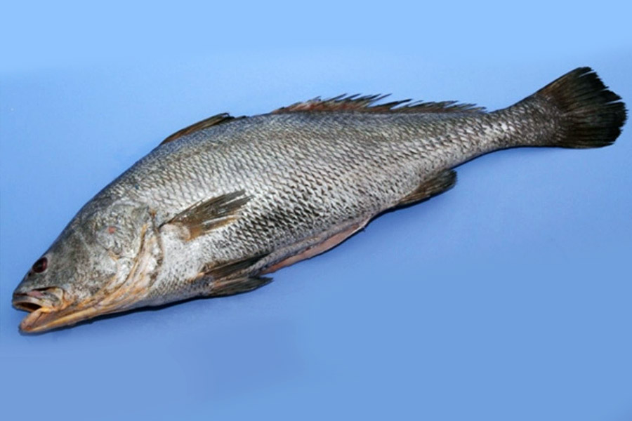 ভারতের পশ্চিম উপকূলে আরব সাগরের তীরে ঘোল মাছ অত্যন্ত জনপ্রিয়। মাছটি ওই এলাকার মানুষ খেতে ভালবাসেন। সেই সঙ্গে এই মাছের অন্য ব্যবহারও আছে। তবে মাছটি বেশ বিরল।