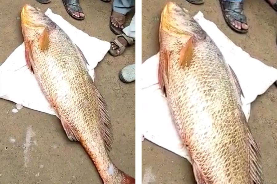 এক একটি পূর্ণ দৈর্ঘ্যের ঘোল মাছের দাম পাঁচ লক্ষ টাকা পর্যন্ত উঠতে পারে। ফলে এই মাছ হাতে পেলে মৎস্য ব্যবসায়ীদের কপাল খুলে যেতে বাধ্য। গুজরাত, মহারাষ্ট্র, গোয়ার বিভিন্ন বন্দরে ঘোল মাছ নিলামে ওঠে।