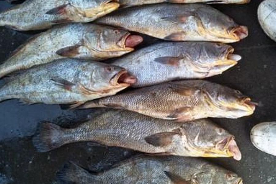 কিছু দিন আগে মহারাষ্ট্রের এক মৎস্যজীবী ১৫৭টি ঘোল মাছ ধরেছিলেন। রাতারাতি কোটিপতি হয়ে যান তিনি। ওই মাছগুলির মোট দাম ওঠে ১,৩৩,০০০০০ টাকা।