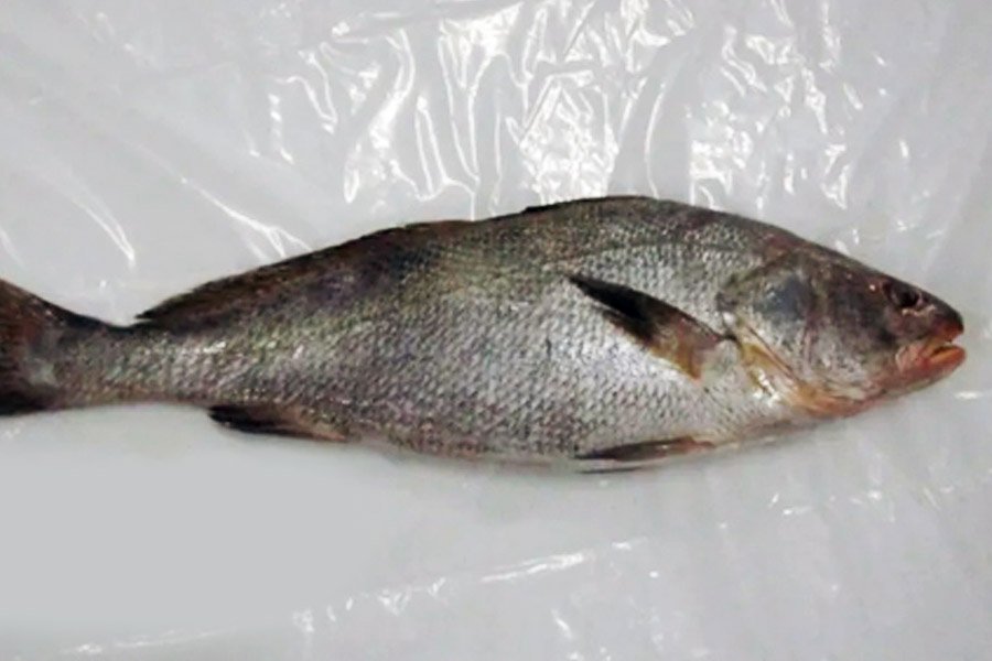 ঘোল মাছের মাথার দিকটি সাধারণত সরু হয়। পেট তুলনায় মোটা। সারা দেহ ঢাকা থাকে হালকা বাদামি রঙের আঁশে। মাছটির গায়ে সোনালি আভাও চোখ এড়ায় না।