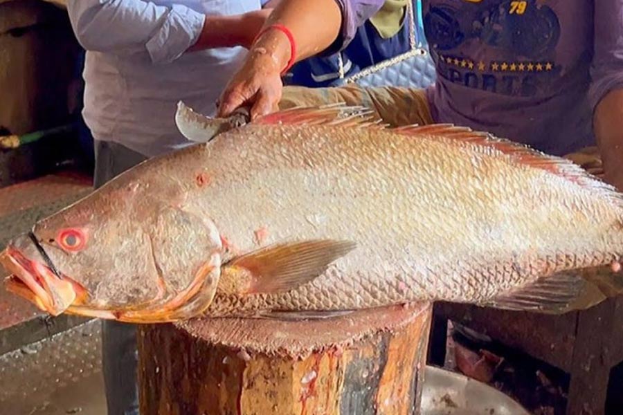 কেন এত দাম, কেনই বা এত কদর ঘোল মাছের? মাছটি সুস্বাদু। কিন্তু শুধুমাত্র স্বাদের জন্য নয়, তার চাহিদার রহস্য লুকিয়ে আছে অন্যত্র। খাওয়া ছাড়াও এই মাছ অন্য অনেক কাজে লাগে। সেই কারণেই দাম এত বেশি।