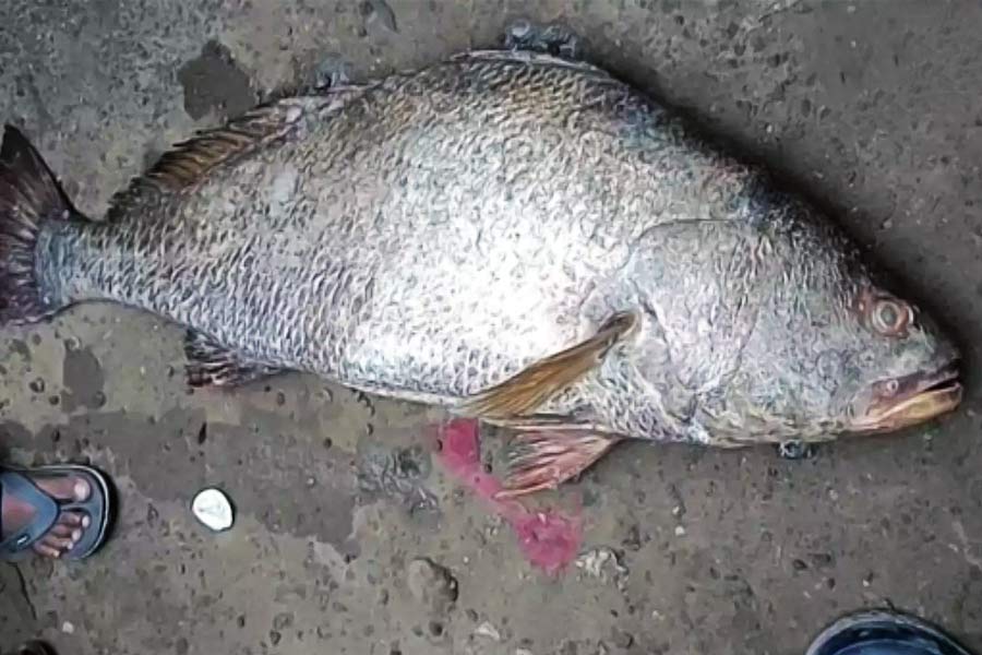 ঘোল মাছের মধ্যে প্রচুর পরিমাণে প্রোটিন এবং ফ্যাটি অ্যাসিড থাকে। যেগুলি কোলেস্টেরল কমাতে সাহায্য করে। এ ছাড়া, হৃদ্‌রোগের আশঙ্কা কম হয় এই মাছ খেলে। মাছটিতে রয়েছে দৃষ্টিশক্তি বৃদ্ধির ওষুধও।