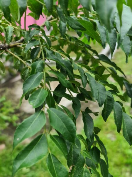 7 leaves is very beneficial to control high blood sugar level dgtl