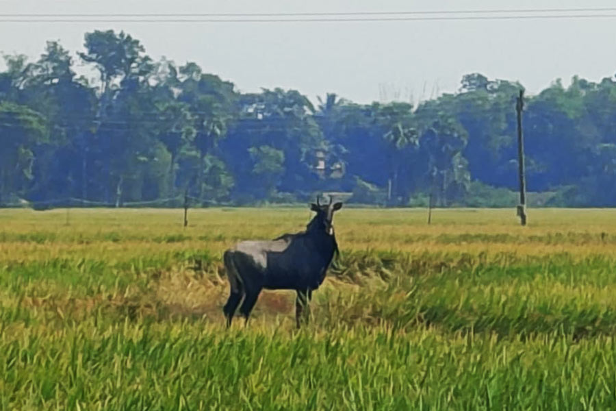 Blue Bull or Nilgai sighted in Chandrakona area of Paschim Midnapore