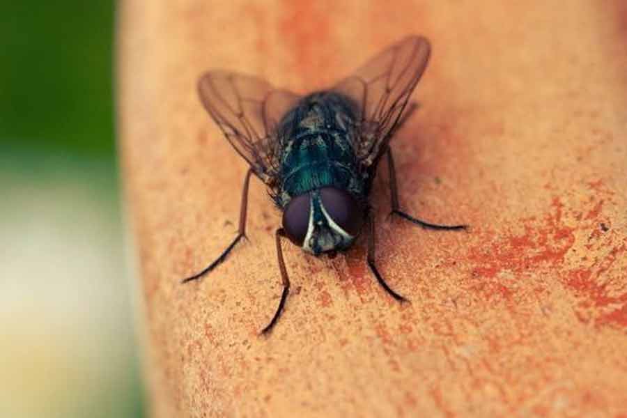 Doctor shocked after finding living fly inside man’s stomach.