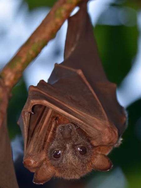 These seven animals have special ability to see with closed eyes dgtl