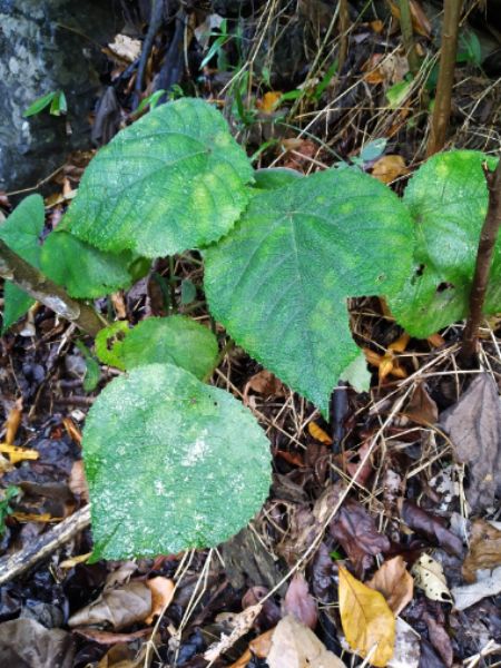 Person ends life if dangerous australian plant named Gympie gympie touches skin dgtl