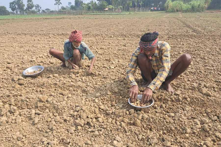 Potato farmers