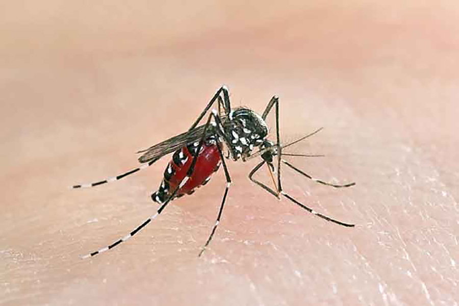 Slight surge in dengue infection rate Alipurduar, administration worried about such occurrence in summer