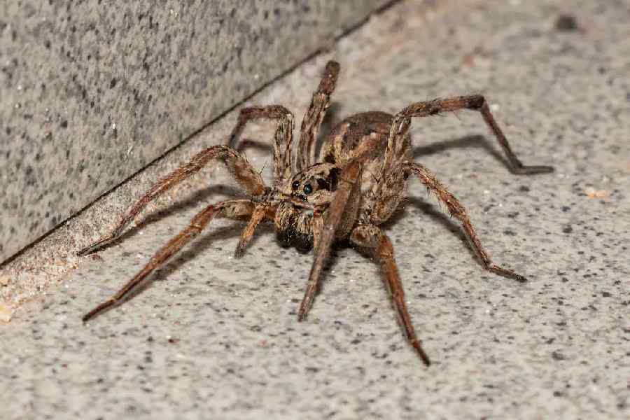 Spider lays eggs in British man\\\\\\\\\\\\\\\'s toe during cruise holiday.
