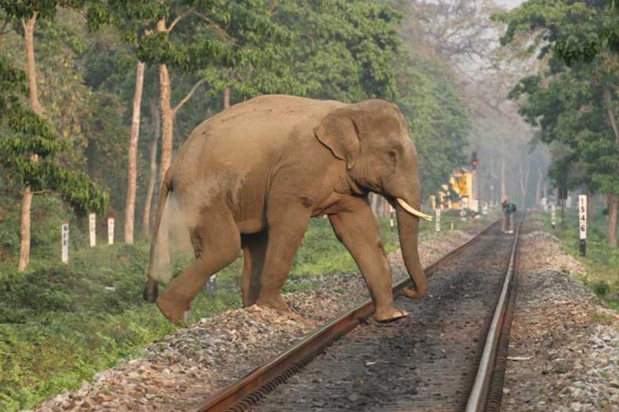 অশ্বিনী জানান, বুলেট ট্রেনে ‘গজরাজ’ ব্যবস্থাও থাকবে। রেললাইন দিয়ে হাতি, গরু পারাপার করার সময় অনেক সময়েই দুর্ঘটনা ঘটে। ‘গজরাজ’ প্রযুক্তিই তা আটকে দেবে বলে জানান রেলমন্ত্রী। 