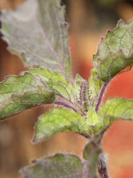 Use these remedies to prevent tulsi plant from drying in winter dgtl