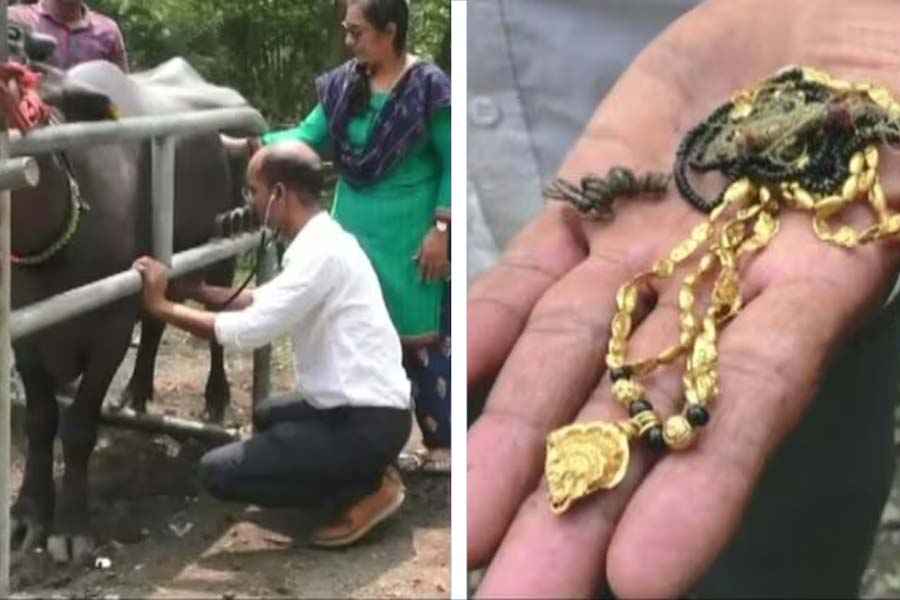 Buffalo swallows gold Mangalsutra of farmer’s wife