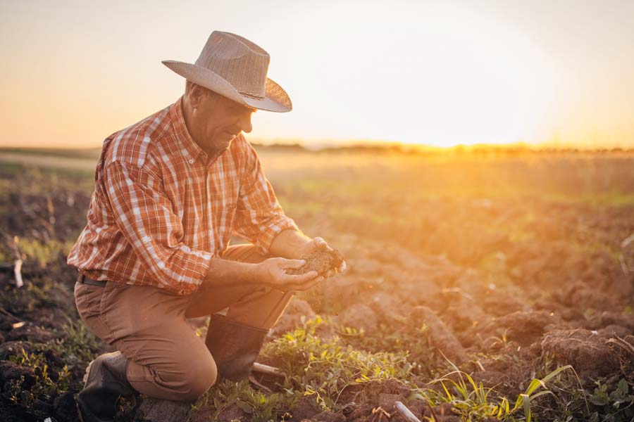 ভারত ব্যবসা কমিয়ে দিলে কানাডায় ডালের দাম কমে যাবে। অর্থাৎ, কৃষকেরা পরিশ্রমের যোগ্য মূল্য পাবেন না।