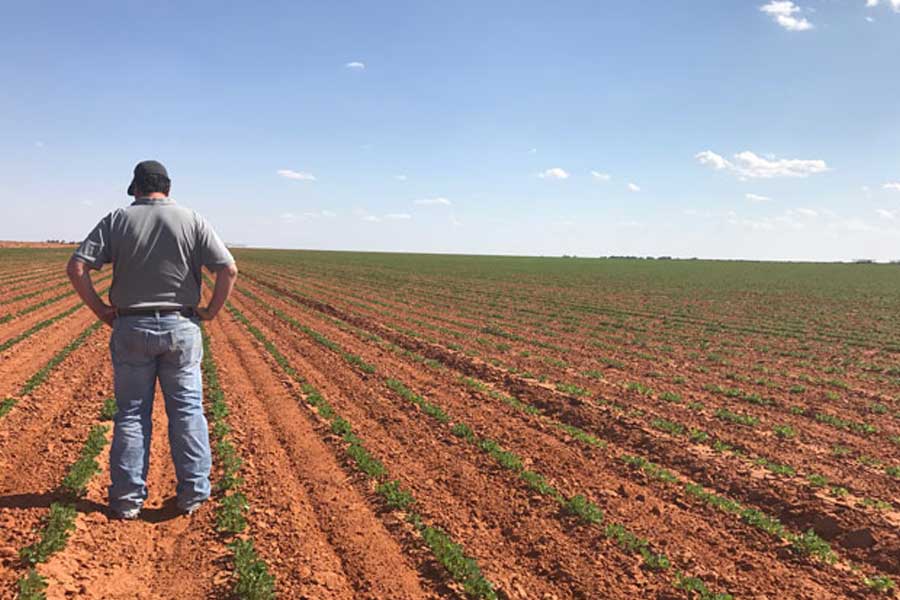 বিশেষজ্ঞদের একাংশ মনে করছেন, বিভিন্ন দেশ থেকে পর্যাপ্ত ডাল আমদানি নিশ্চিত হয়ে গেলে কানাডার ক্ষেত্রে আমদানিতে হ্রাস টানতে পারে নয়াদিল্লি। সে ক্ষেত্রে সবচেয়ে বেশি ক্ষতি হবে কানাডার কৃষকদেরই।