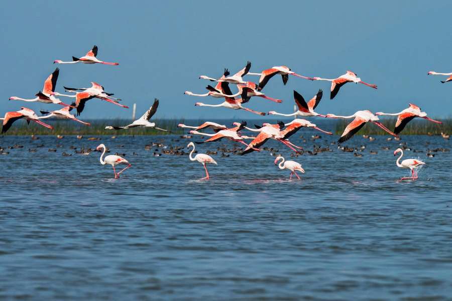 চিল্কা হ্রদ:পূর্ব ভারতের ওডিশায় রয়েছে এই হ্রদ। এটা আসলে উপহ্রদ। ‘দয়া’  নামে একটা সরু নদী দিয়ে হ্রদটি বঙ্গোপসাগরের সঙ্গে যুক্ত হয়ছে। ভারতের সব থেকে বেশি পরিযায়ী পাখি দেখা যায় এখানে।