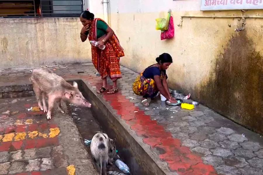 Pigs and garbage seen in Maharashtra Hospital Where 31 person Died recently
