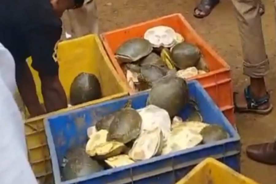 Image of tortoise recovered