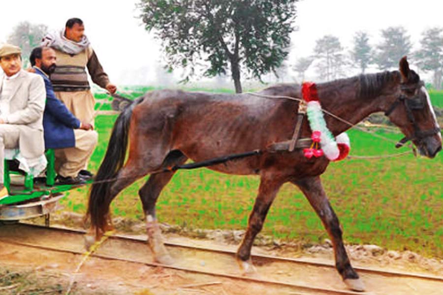 All you need to know about Horse Train in Pakistan