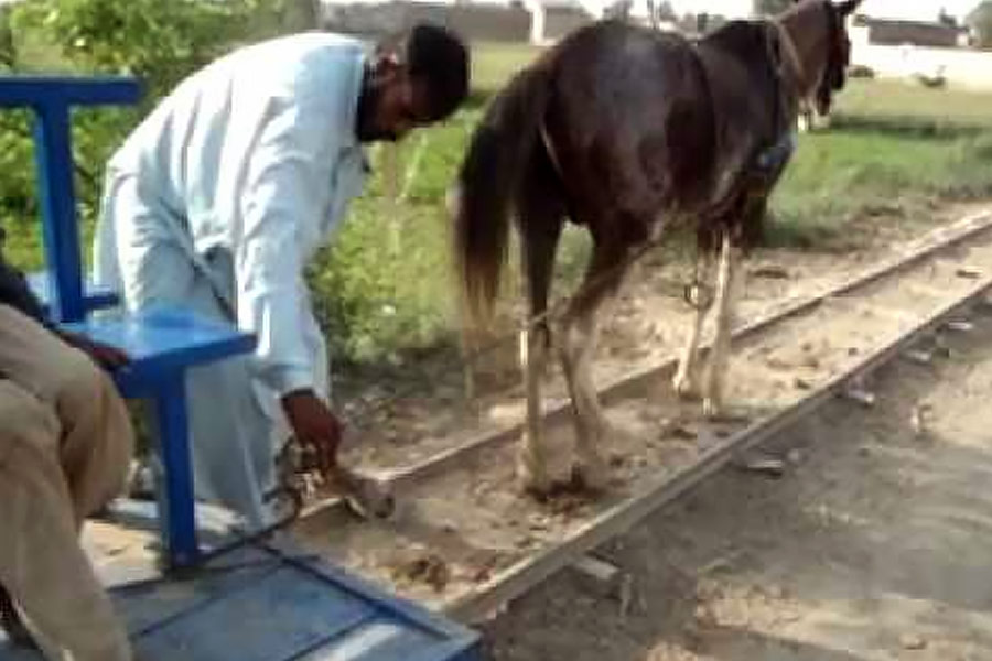 All you need to know about Horse Train in Pakistan