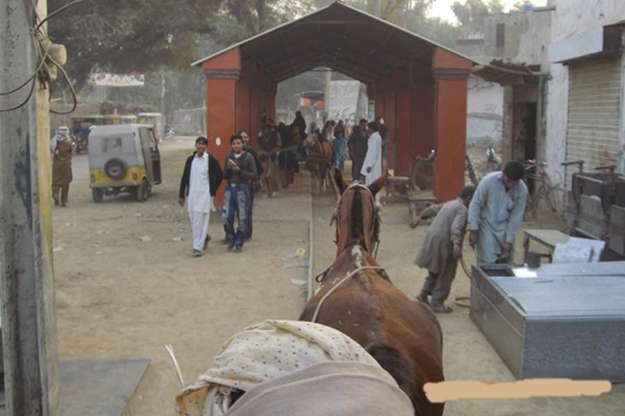 All you need to know about Horse Train in Pakistan