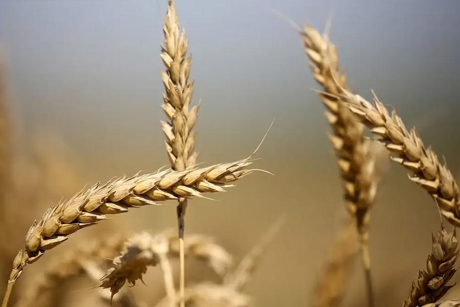 All you need to know about Horse Train in Pakistan