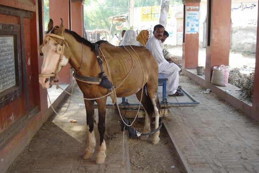 All you need to know about Horse Train in Pakistan