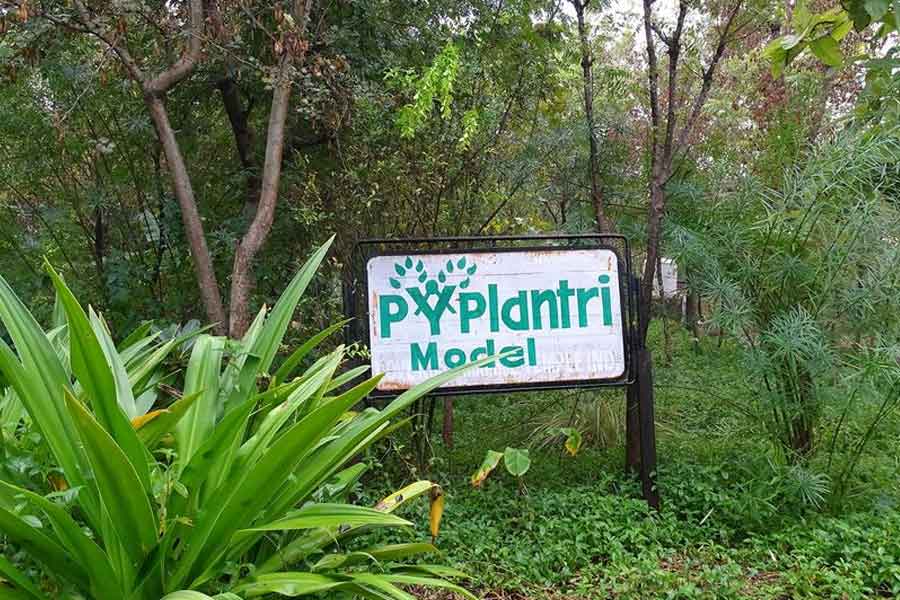 Rajasthan’s Piplantri village plants 111 tree saplings each time a girl child is born