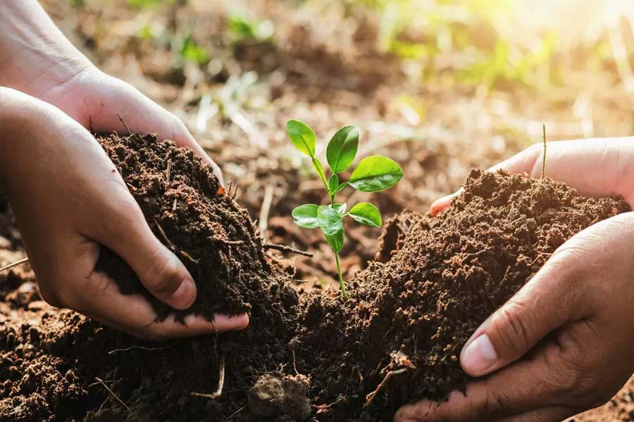 Rajasthan’s Piplantri village plants 111 tree saplings each time a girl child is born