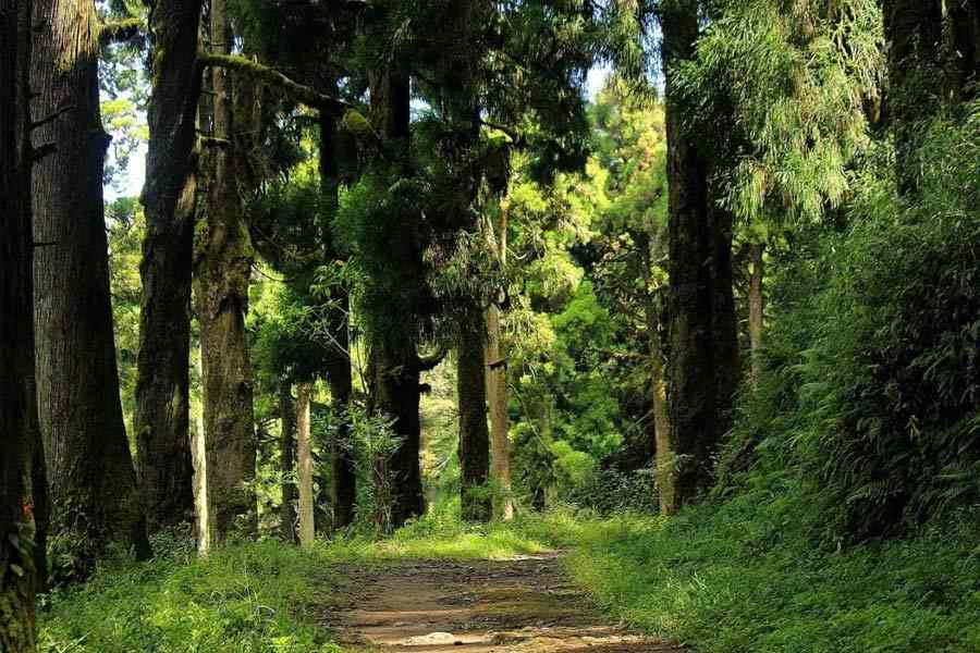 File image of Pine Forest somewhere in darjeeling hills