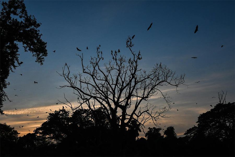 Birds crowding in a tree