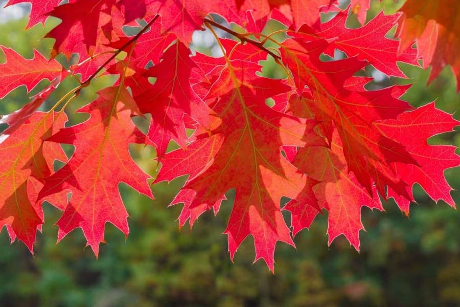 পরে কালো পিপড়ের দল খুবলে খেয়ে নিয়েছিল সেই লাল ওক গাছের সারি। ধ্বংস হয়ে গিয়েছিল জঙ্গল। এখন সেখানে রয়েছে ঝোপঝাড়।