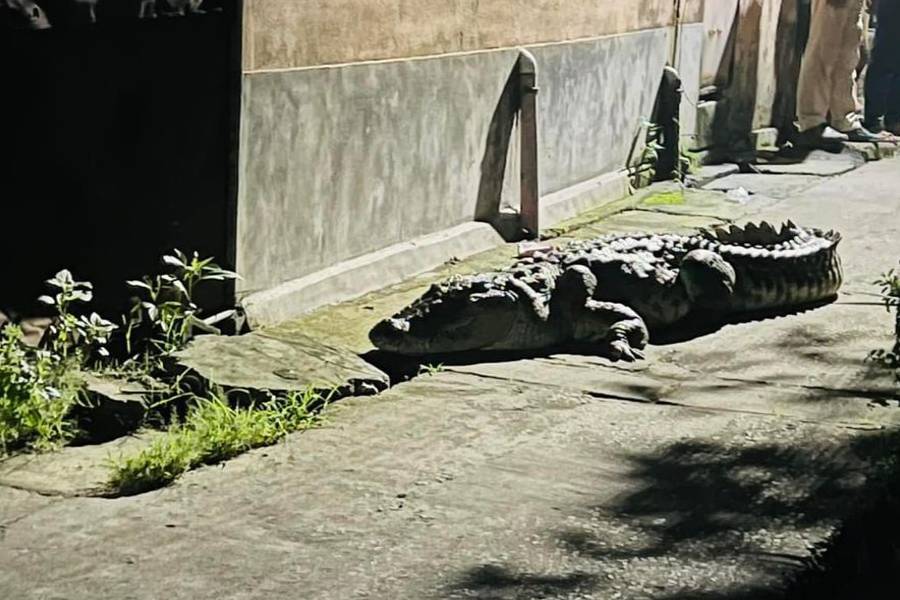 Crocodile is seen in Purba Bardhaman\\\\\\\\\\\\\\\\\\\\\\\\\\\\\\\\\\\\\\\\\\\\\\\\\\\\\\\\\\\\\\\'s Kalna, creates panic among locals