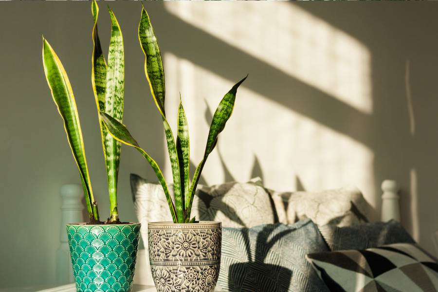 ১. স্নেক প্ল্যান্ট: বেডরুমে ও খাবার ঘর অর্থাৎ ডাইনিং রুম তথা ডাইনিং স্পেসে এই গুল্ম গাছ লাগালে বাড়ির সৌন্দর্যও বাড়ে। স্নেক প্ল্যান্ট বাতাসের টক্সিন শুষে নেয়,  ট্রাইক্লোরোথাইলিন ফর্মাল ডিহাইড জাতীয় ক্ষতিকারক উপাদান শোষণ করে,  ২০০ বর্গ মিটার অবধি এলাকার বাতাস পরিশুদ্ধ করতে পারে। রাতেও অক্সিজেন সরবরাহ করে।