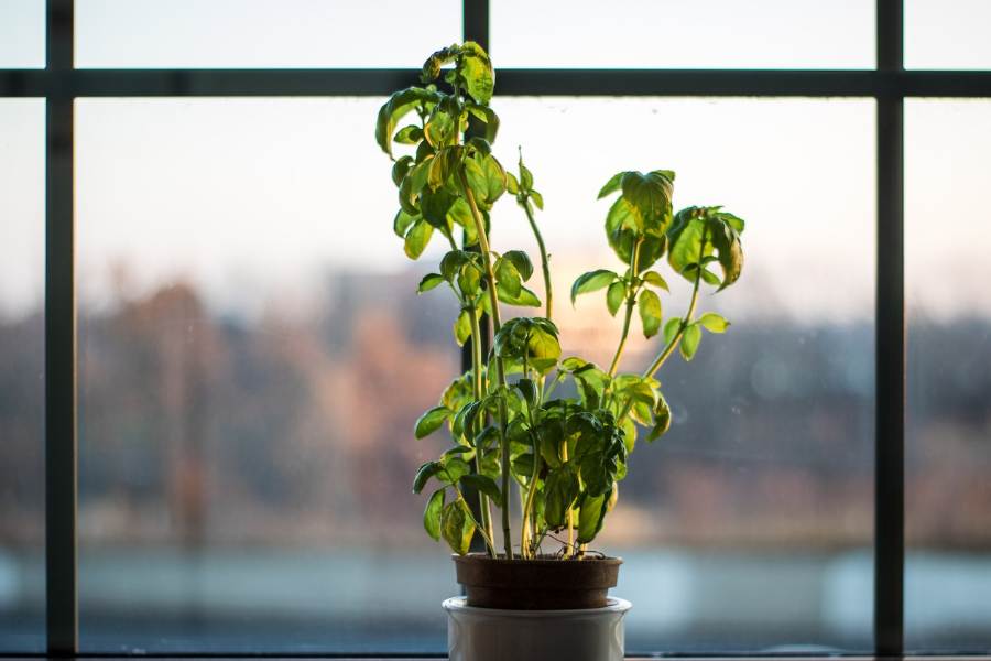 ২. তুলসী গাছ: অনেক হিন্দু বাড়িতে থাকেই। পুজোর লক্ষ্যেই মূলতঃ। কিন্তু এর বৈজ্ঞানিক গুণাবলীও অসামান্য। কার্বন ডাই অক্সাইড,  কার্বন মনোক্সাইড,  সালফার ডাই অক্সাইডের মতো বিষাক্ত গ্যাসকে শোষণ করে তুলসী গাছ অহরহ আমাদের চারপাশের বাতাসকে বিশুদ্ধ করছে। নইলে কী আর হিন্দু ধর্মাবলম্বীদের বিশ্বাস যে, তুলসী গাছে স্বয়ং নারায়ণের বাস!