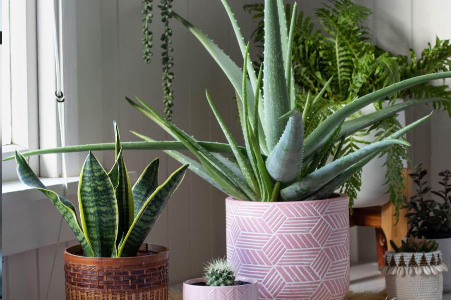 ৩. অ্যালোভেরা গাছ: এ ব্যাপারে ভীষণ কার্যকরী গাছ। খারাপ বাতাস পরিশুদ্ধ করে। একটা অ্যালোভেরা গাছ ৯টা কৃত্রিম এয়ার পিউরিফায়ারের সমান কাজ করতে পারে। খুব তাড়াতাড়ি বাতাসের ক্ষতিকর টক্সিন শোষণ করে নেয়।