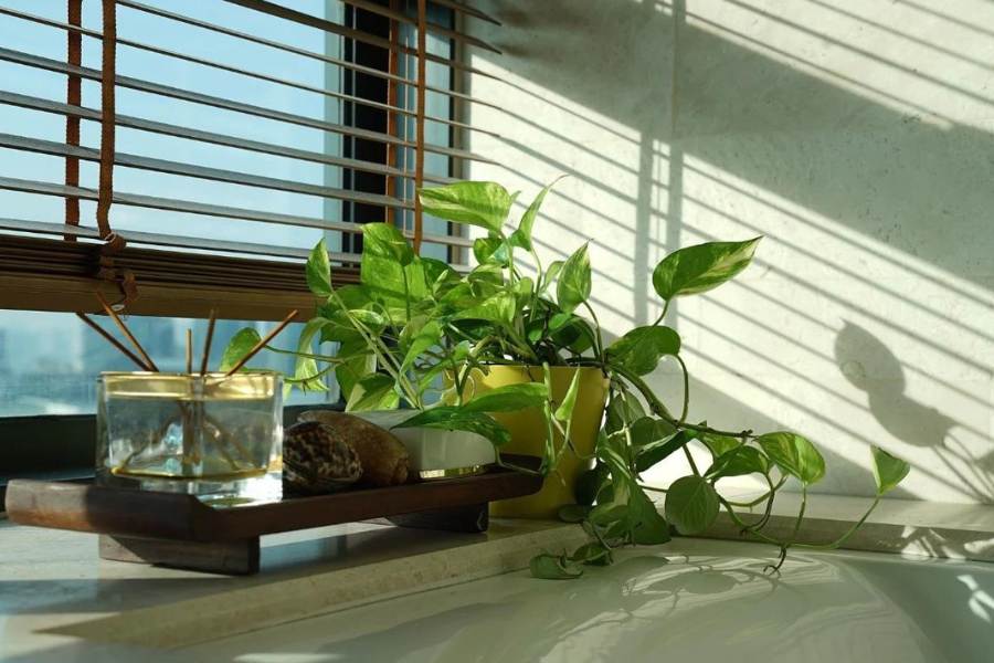 ৪. মানিপ্ল্যান্ট: এক দিকে ফেন শ্যুই মতে গৃহস্থের জন্য শুভ গাছ,  অন্য দিকে এটি একটি দুর্দান্ত এয়ার ক্লিনজিং প্ল্যান্ট। মানিপ্ল্যান্ট বাড়ির দূষিত গ্যাস বেঞ্জিন,  ফর্মাল ডিহাইড,  ইথিলিনের মাত্রা অনেকটা হ্রাস করে।