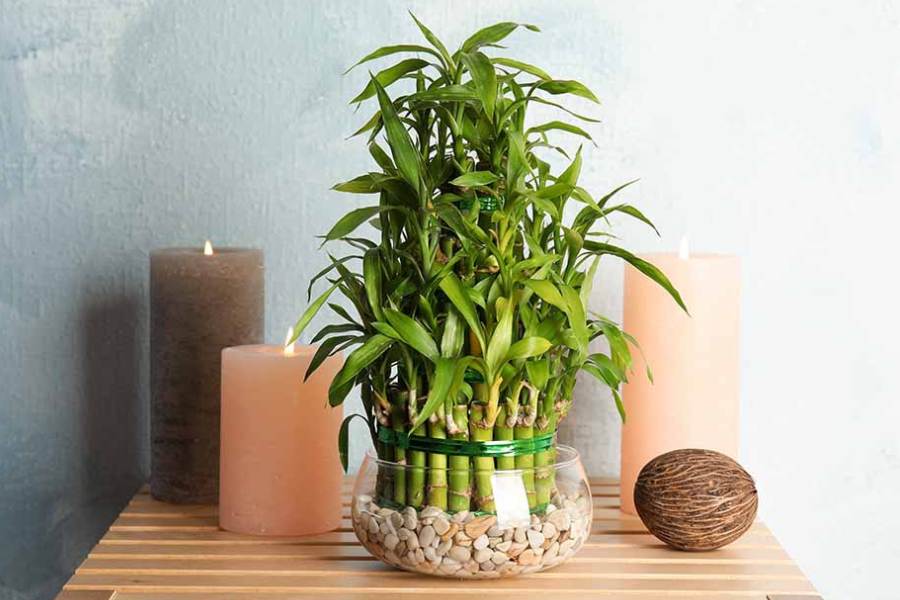 ৫. বাঁশ গাছ: বাড়িতে লাগালে ঘরের ভেতরেও অক্সিজেনের মাত্রা বাড়ায়।  ক্ষতিকারক টক্সিন, বেঞ্জিন, বাতাসের দূষিত কণা টোলুইন শোষণ করতে পারে বাঁশ গাছ।
